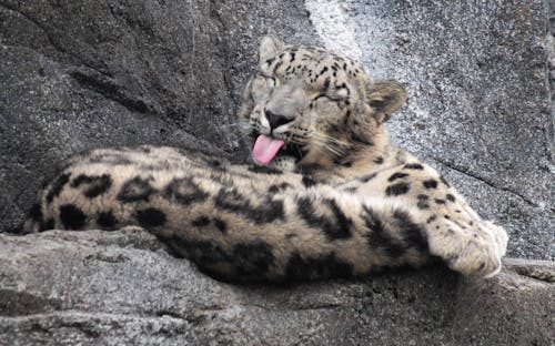 Free stock photo of animal, canon, snow leopard Stock Photo