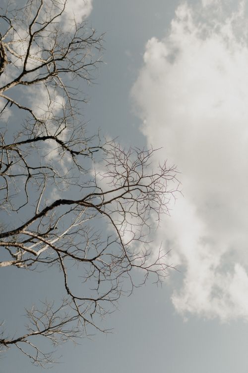 Free Minimalist image of leafless branches silhouetted against a bright, cloudy sky. Stock Photo