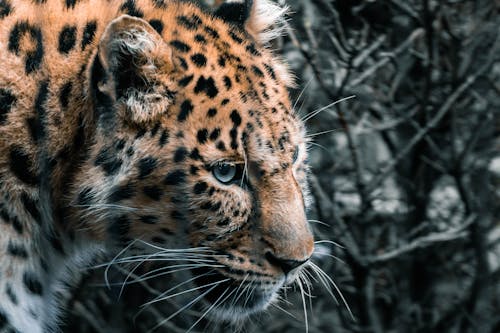 Free Side Portrait of a Leopard Stock Photo