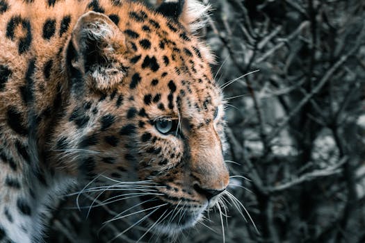 这张在自然环境中拍摄的豹子特写令人惊叹，它清晰地展示了其错综复杂的斑点和锐利的眼睛