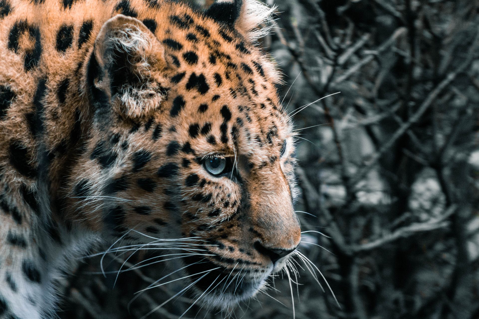 Side Portrait of a Leopard
