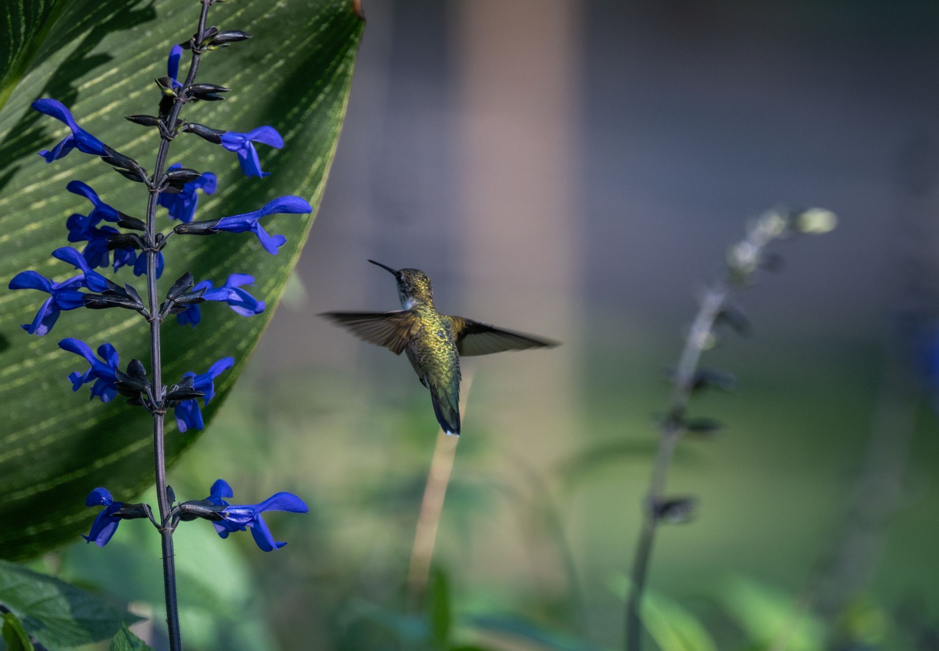A hummingbird hovers near vibrant blue salvia flowers outdoors during daytime.