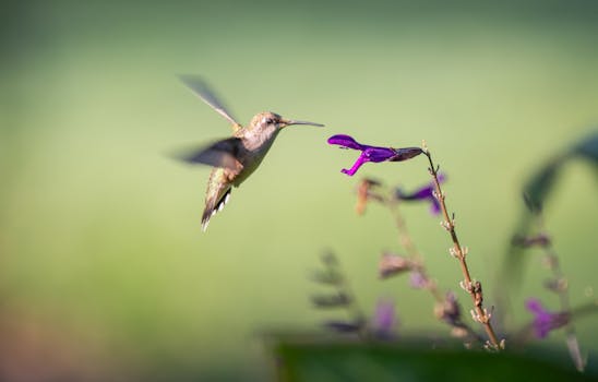 A hummingbird in flight approaches a purple flower, captured in stunning detail outdoors.