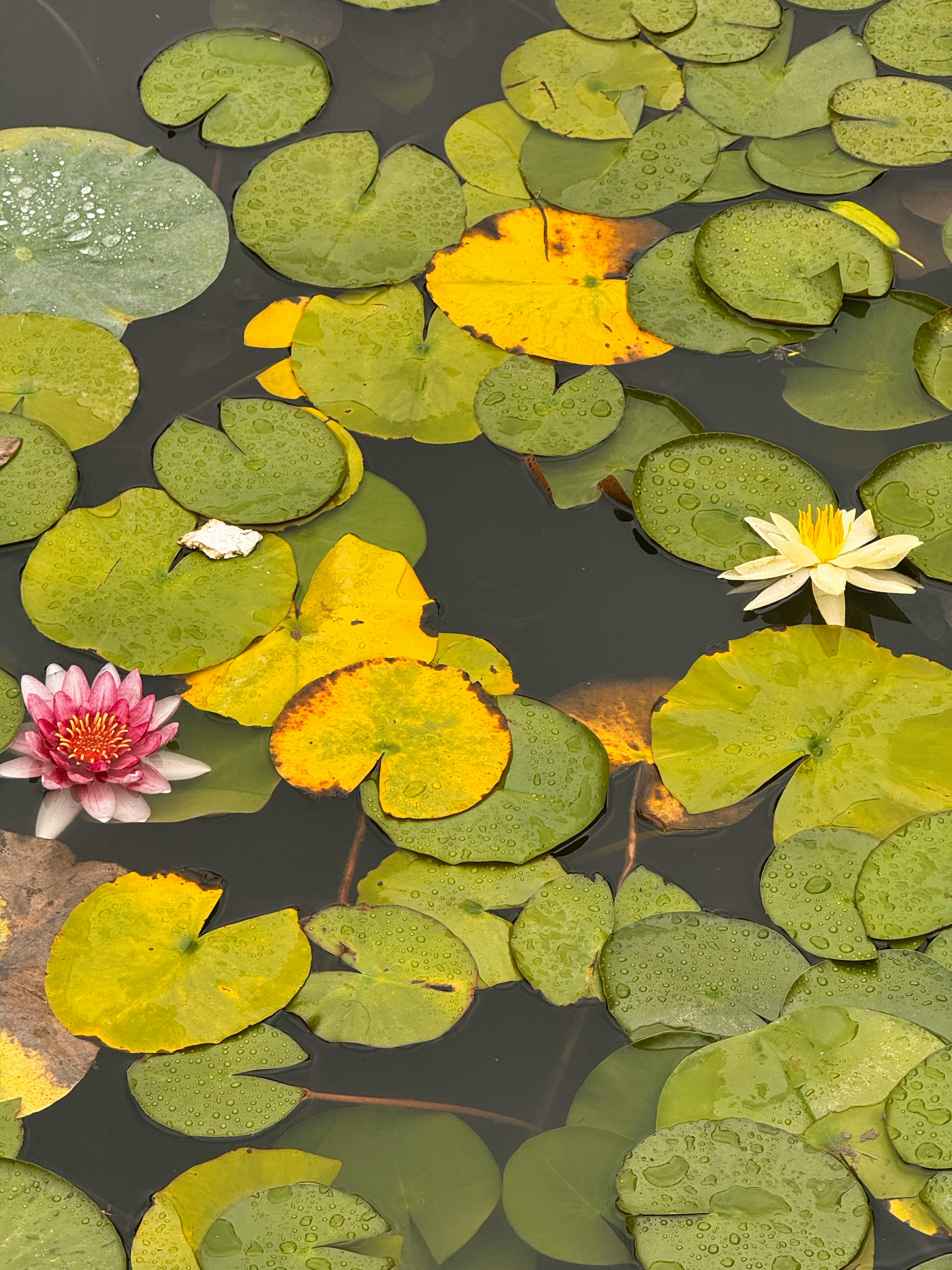 Colorful lily pads with pink and white water lilies on a tranquil pond surface.