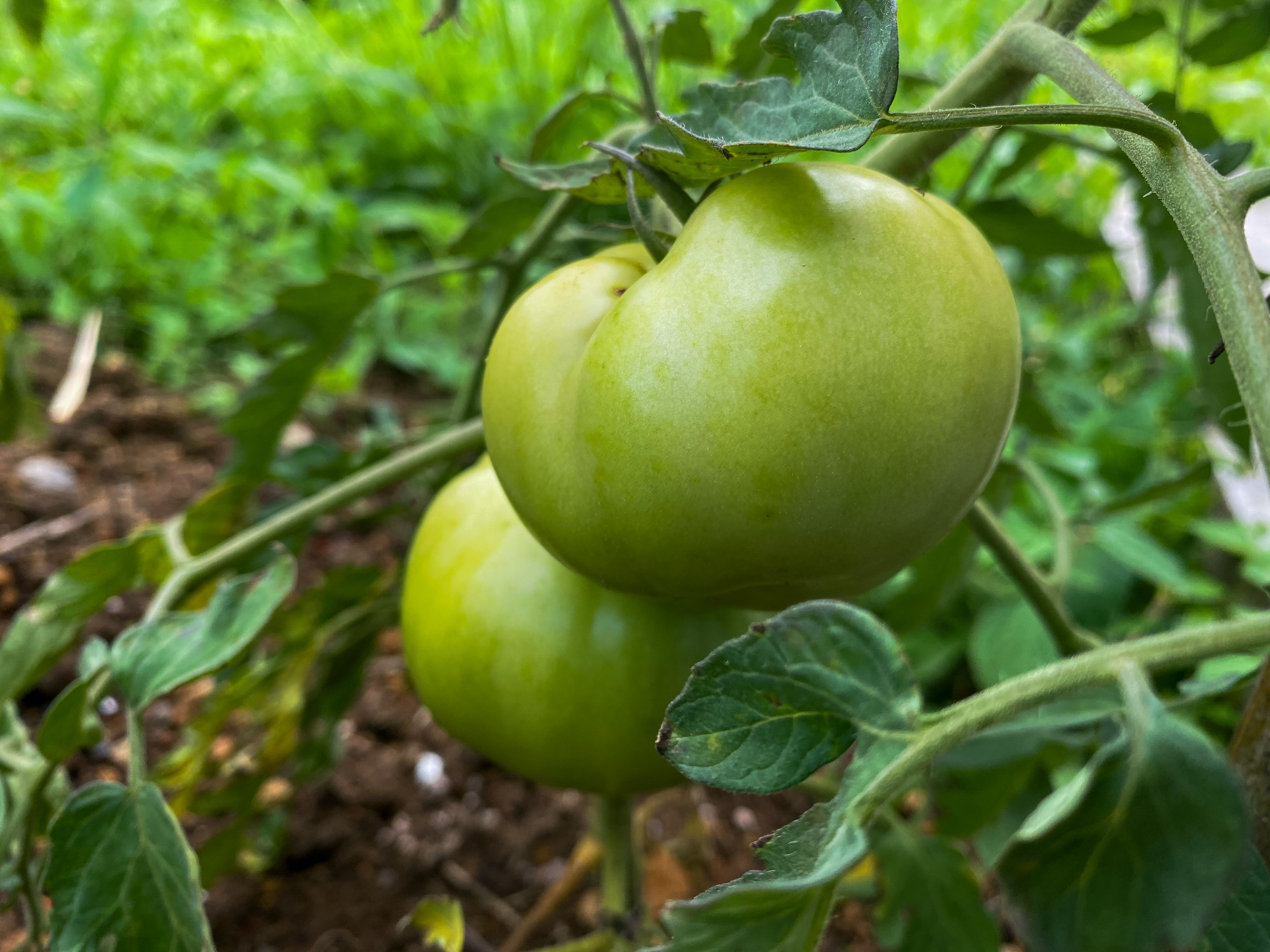 Two green tomatoes growing on a vine in a lush garden setting.