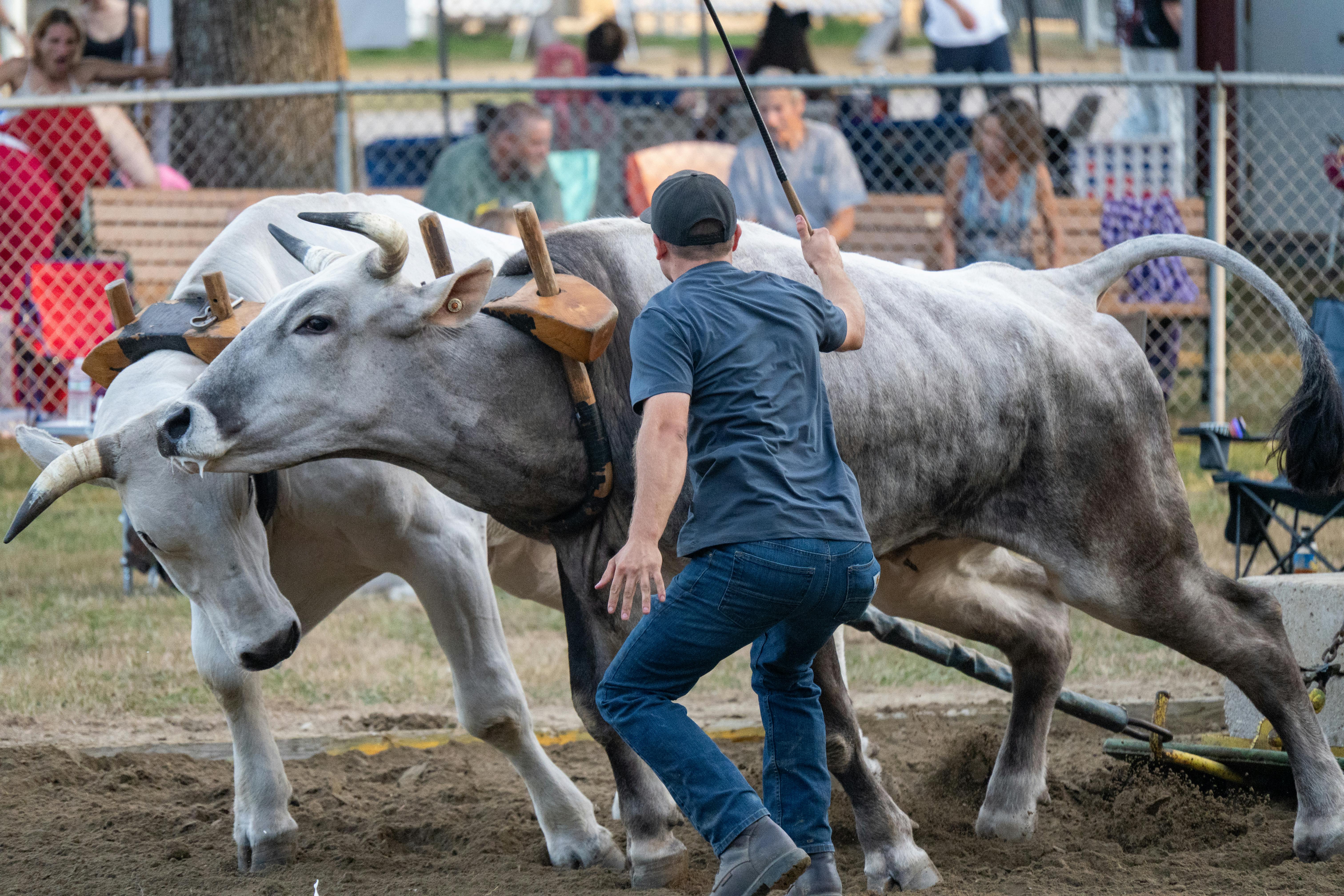 Placer4MentalHealth Wellness Fair Returns May 21 with workshops, entertainment, resources and more — Photo by Beth Fitzpatric