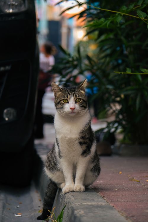 Free A serene street cat sitting on a curb in İstanbul, with greenery and urban backdrop. Stock Photo