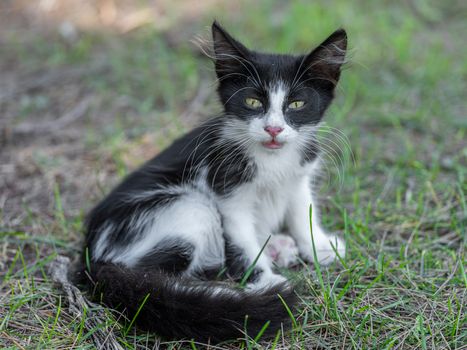 Cute black and white kitten sitting in the grass, enjoying a sunny day outdoors.