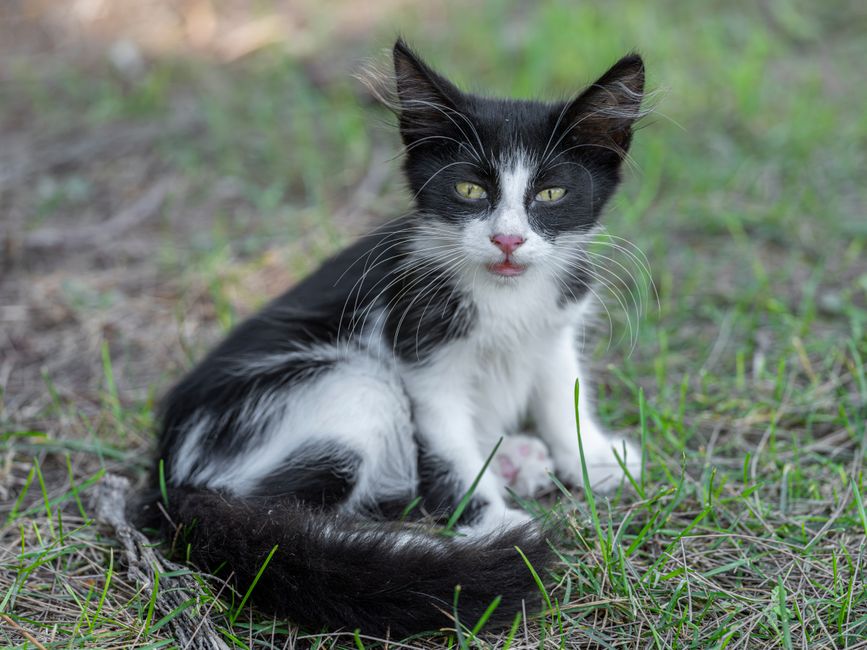 Cute black and white kitten sitting in the grass, enjoying a sunny day outdoors.