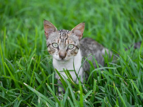 Free A tabby cat with striking green eyes lies in vibrant grass, showcasing natural beauty and tranquility. Stock Photo