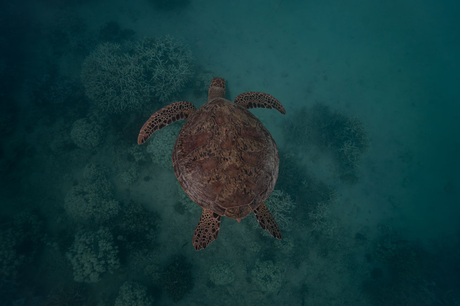 Underwater at Kinondo Reef