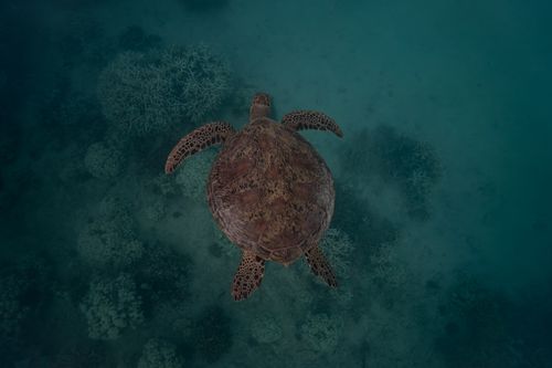 Kinondo Reef