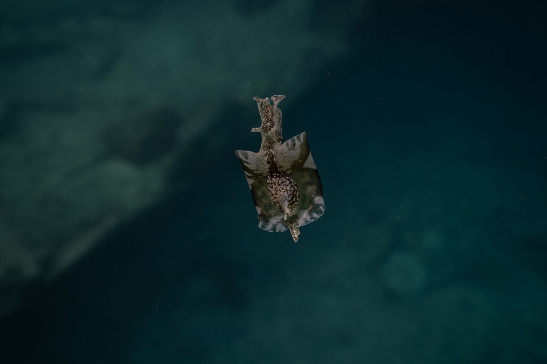 Underwater at Punta Vicente Roca North