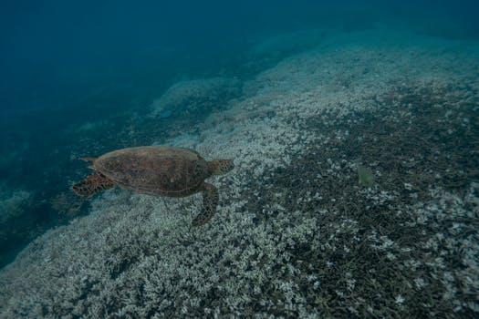 A serene underwater scene of a sea turtle gliding over coral in Queensland, Australia.