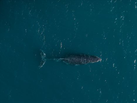 whale photo