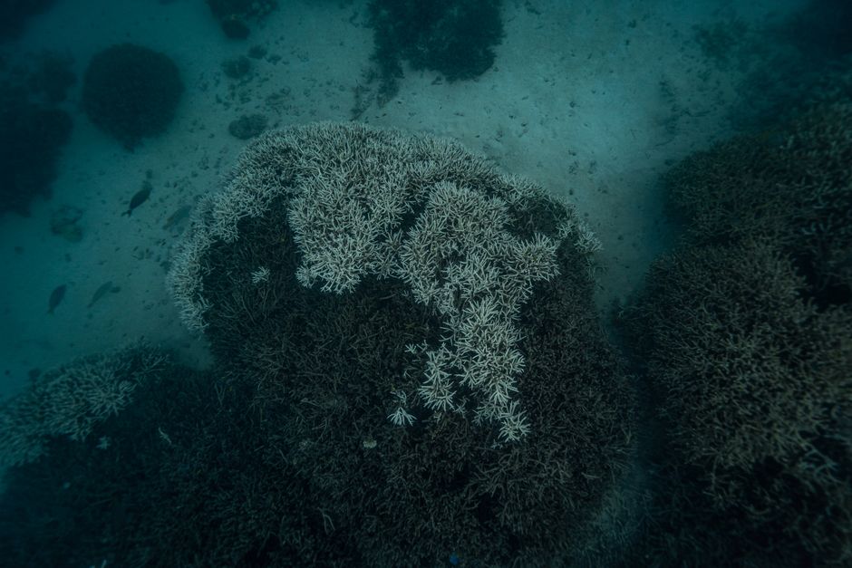 Australia de Sud, sufocată de o criză ecologică: algele toxice ucid ecosistemul marin