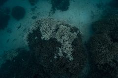 Cowrie Island Reef