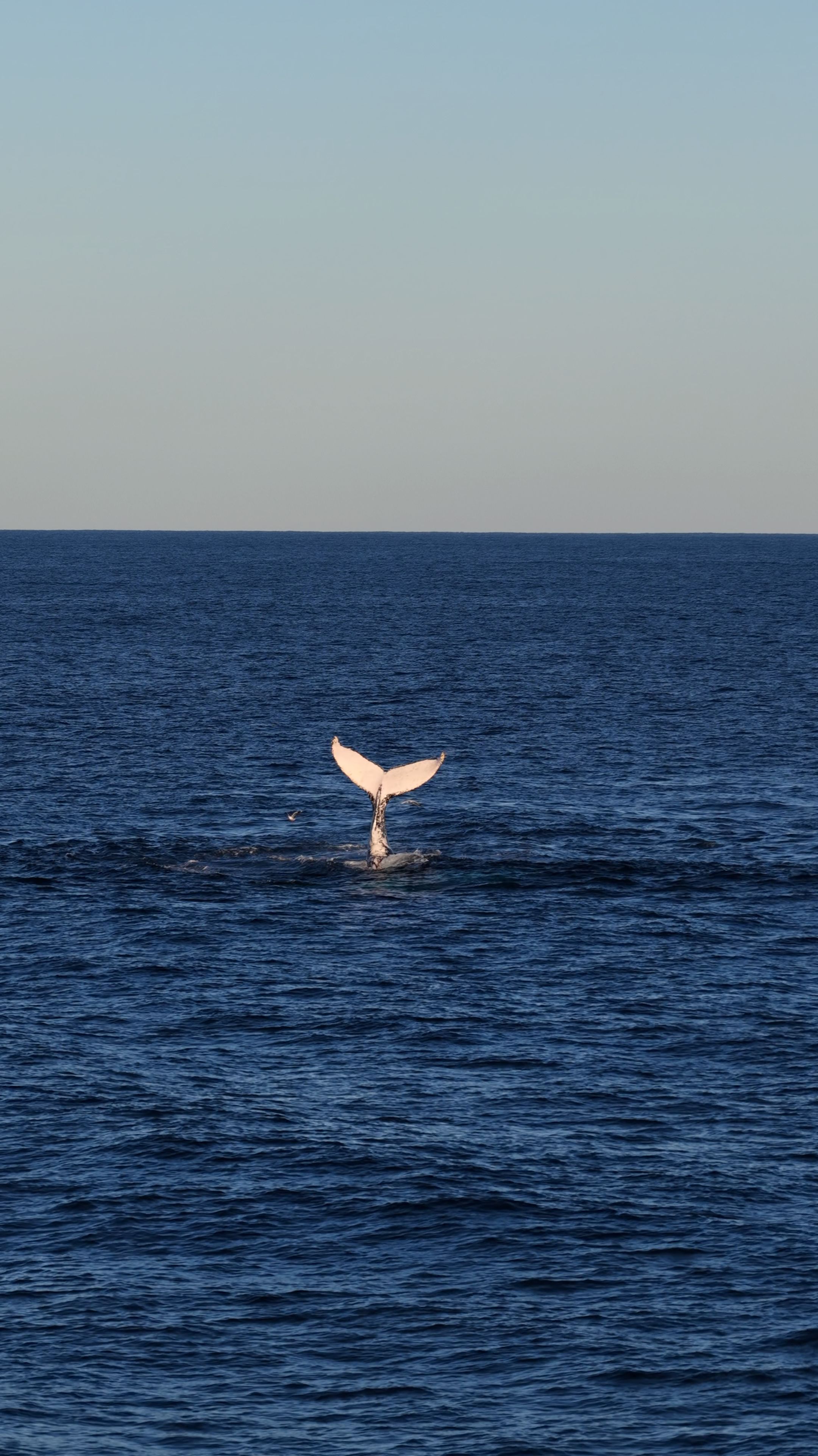 A majestic whale tail emerges from the sea at sunset off Byron Bay, Australia.