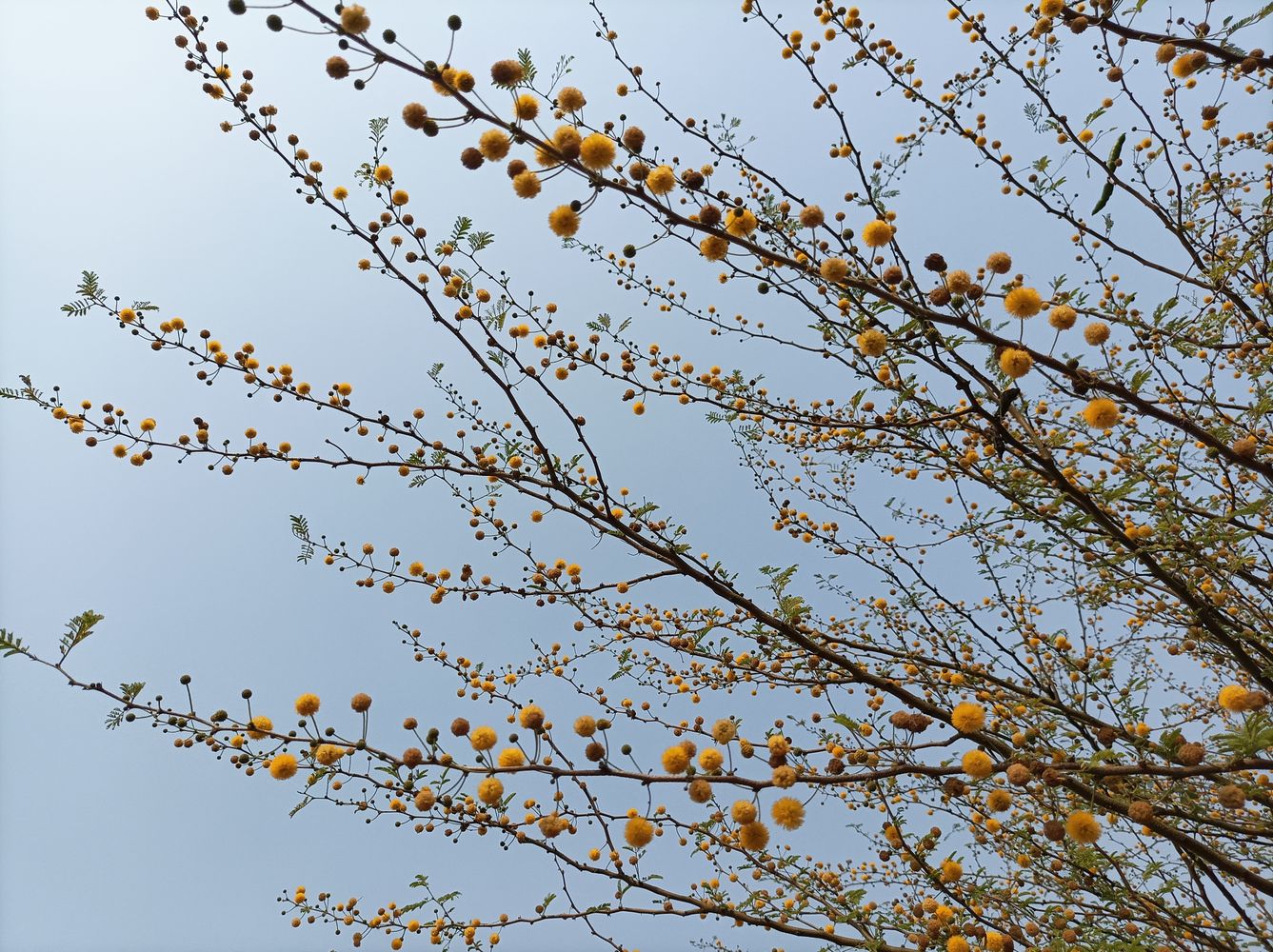 Babool Tree Photos, Download The BEST Free Babool Tree Stock Photos ...