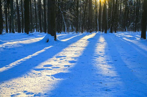 Základová fotografie zdarma na téma les, sníh, stromy