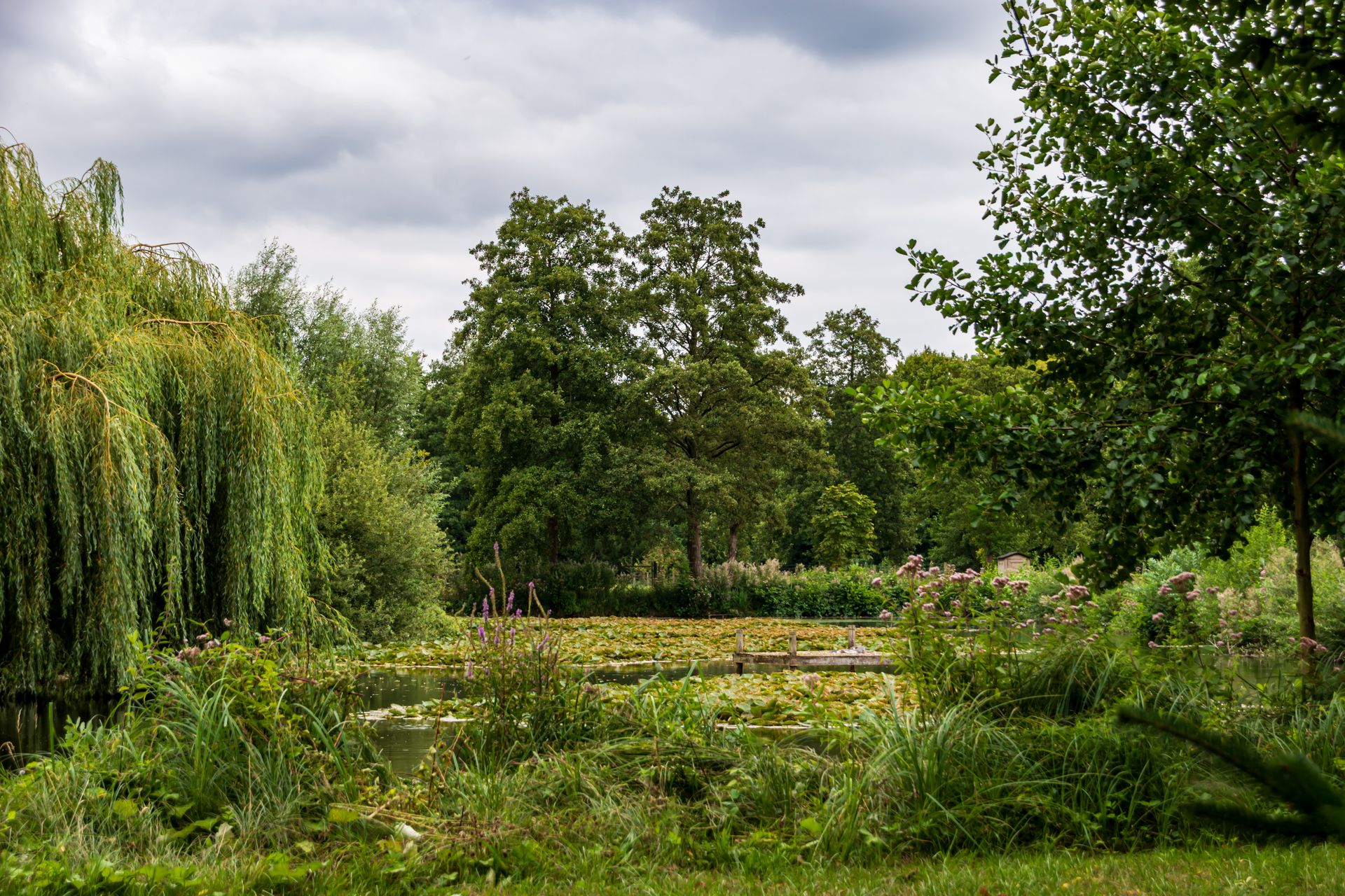 Lush greenery and willow trees surround a serene pond in a tranquil garden.
