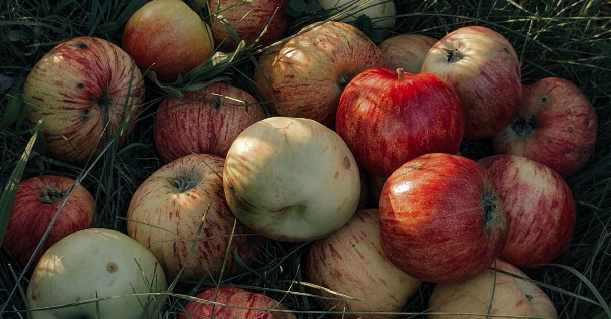 Gazdinstvo Bagremar na Fruškoj gori