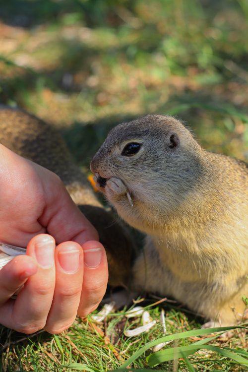 Free A ground squirrel nibbles on a nut from a person's hand outdoors in sunlight. Stock Photo