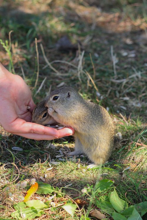 Free A human hand feeding a small ground squirrel in an outdoor setting. Stock Photo