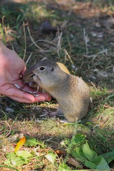 Close-up of two European ground squirrels feeding from a hand showing human-wildlife interaction.