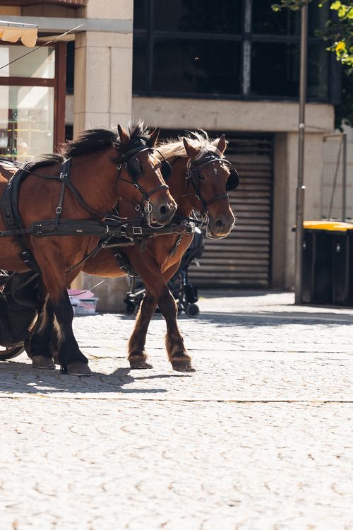 Free Pair of horses pulling a carriage on a sunlit cobblestone street in Amiens, France. Stock Photo