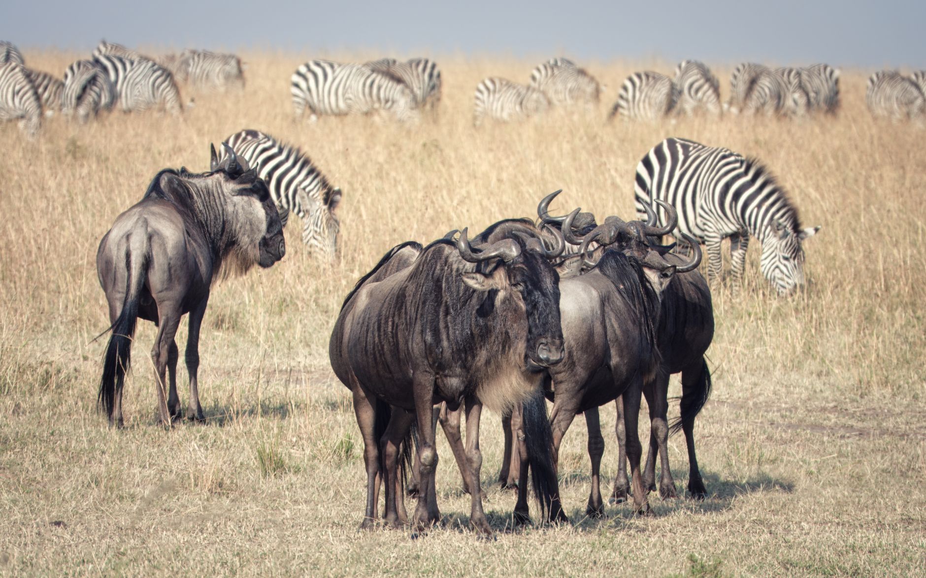 Serengeti, Tanzania