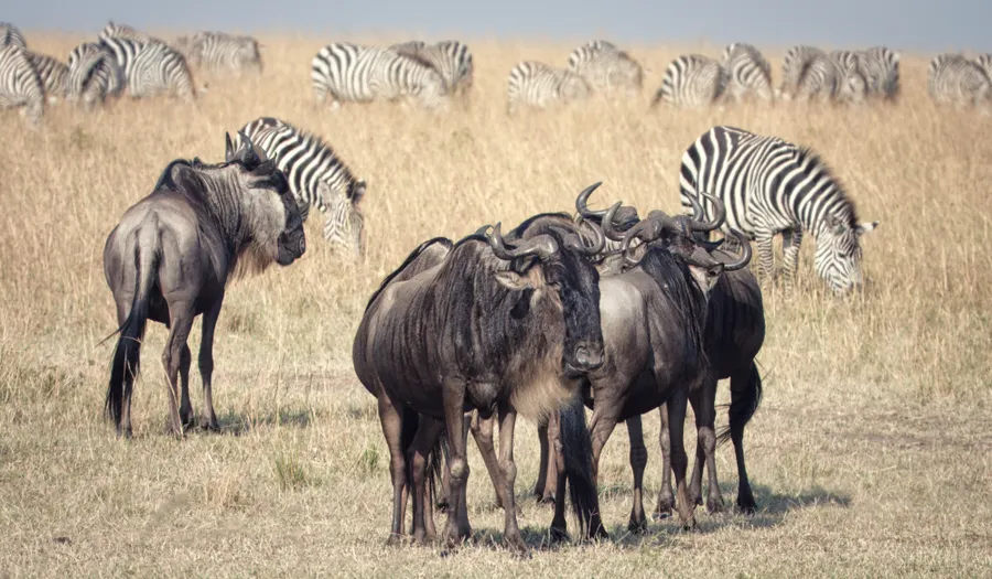 Parc national du Serengeti