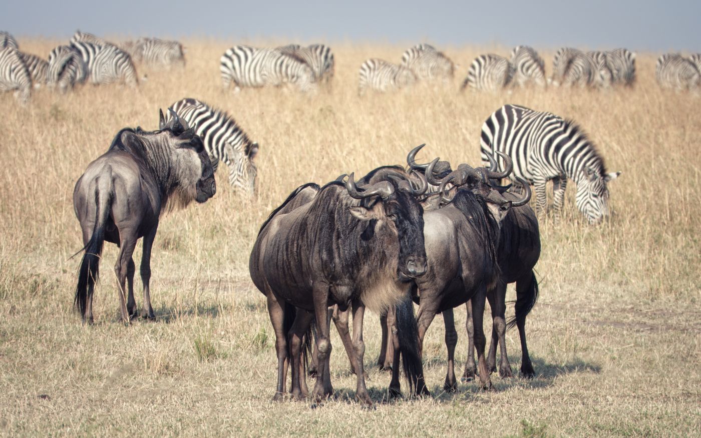 A herd of wildebeest and zebras grazing on the plains of the Maasai Mara, Kenya