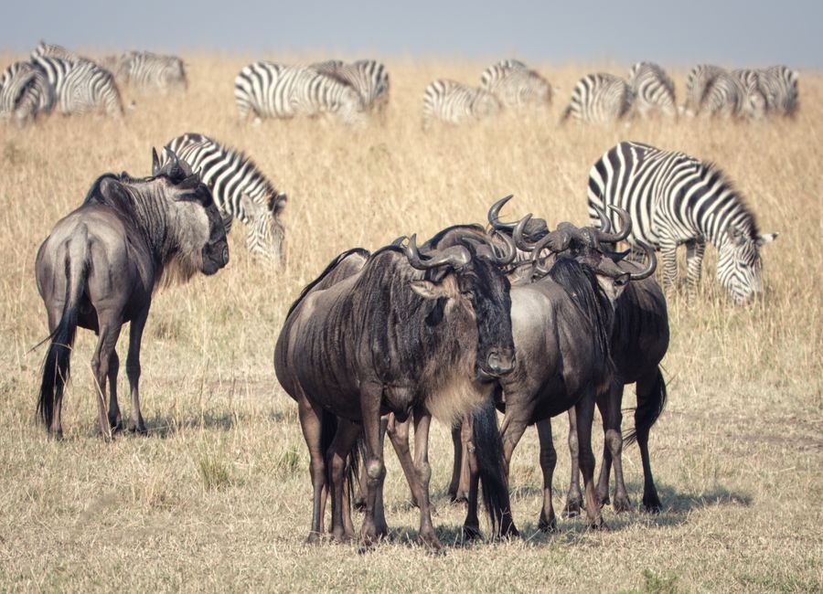 A herd of wildebeest and zebras grazing in the Maasai Mara, Kenya.