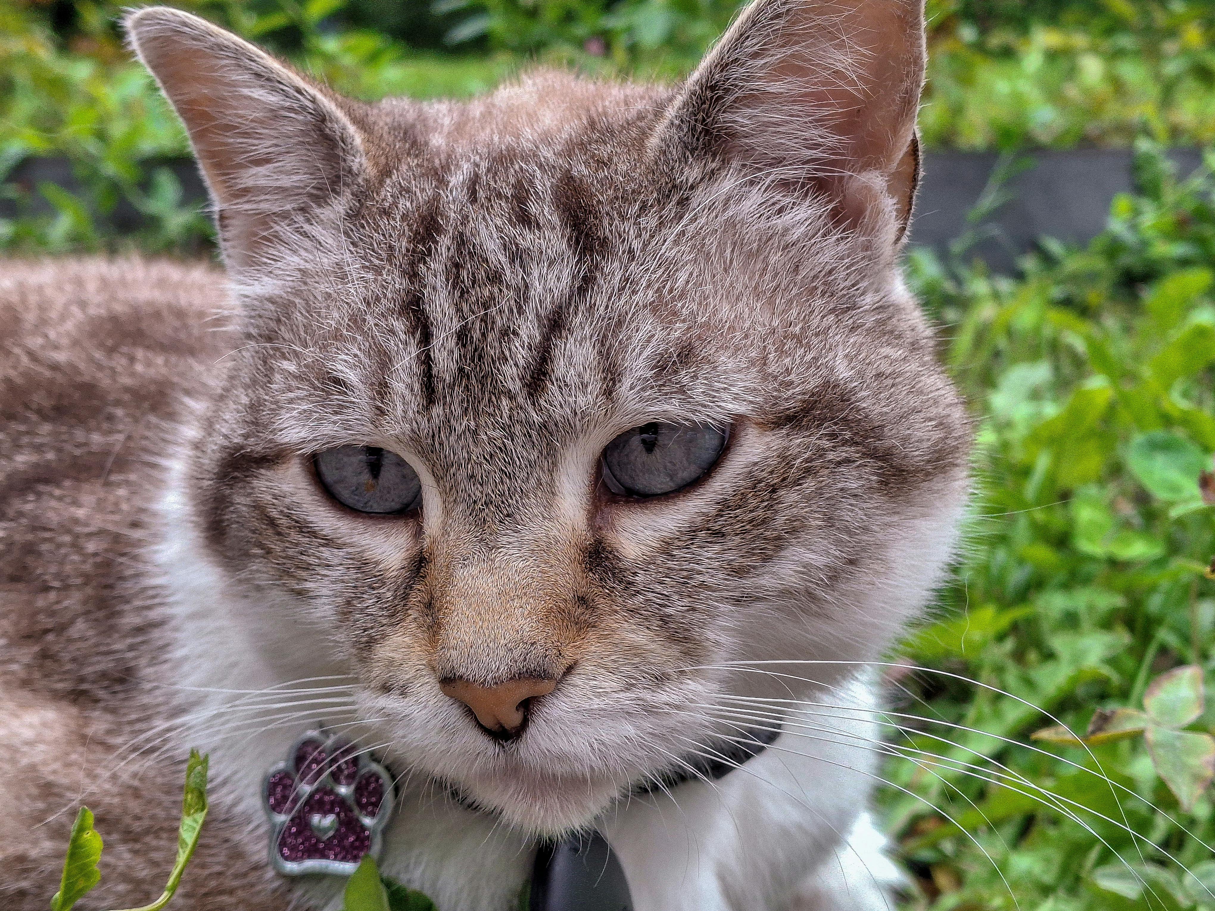 É bom ter gatos em casa?