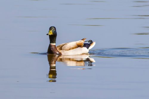 Free A tranquil scene of a mallard duck swimming gracefully on a still lake surface. Stock Photo