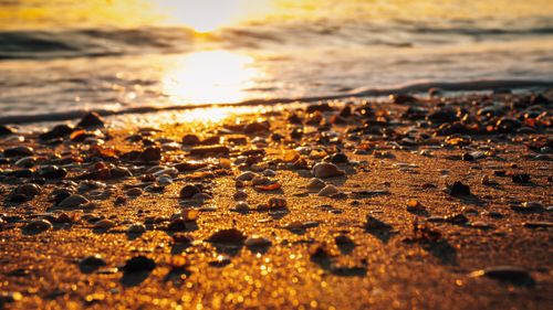 Free Golden sunset at an Auckland, New Zealand beach, highlighting seashells on the sand. Stock Photo