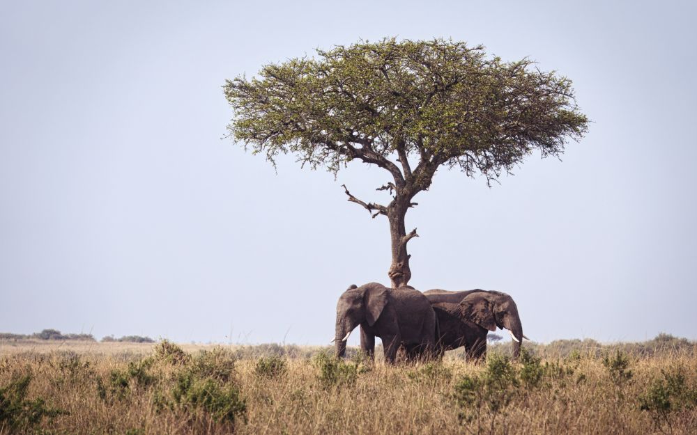 Dos elefantes a la sombra de una acacia gigante en la planicie del Serengeti