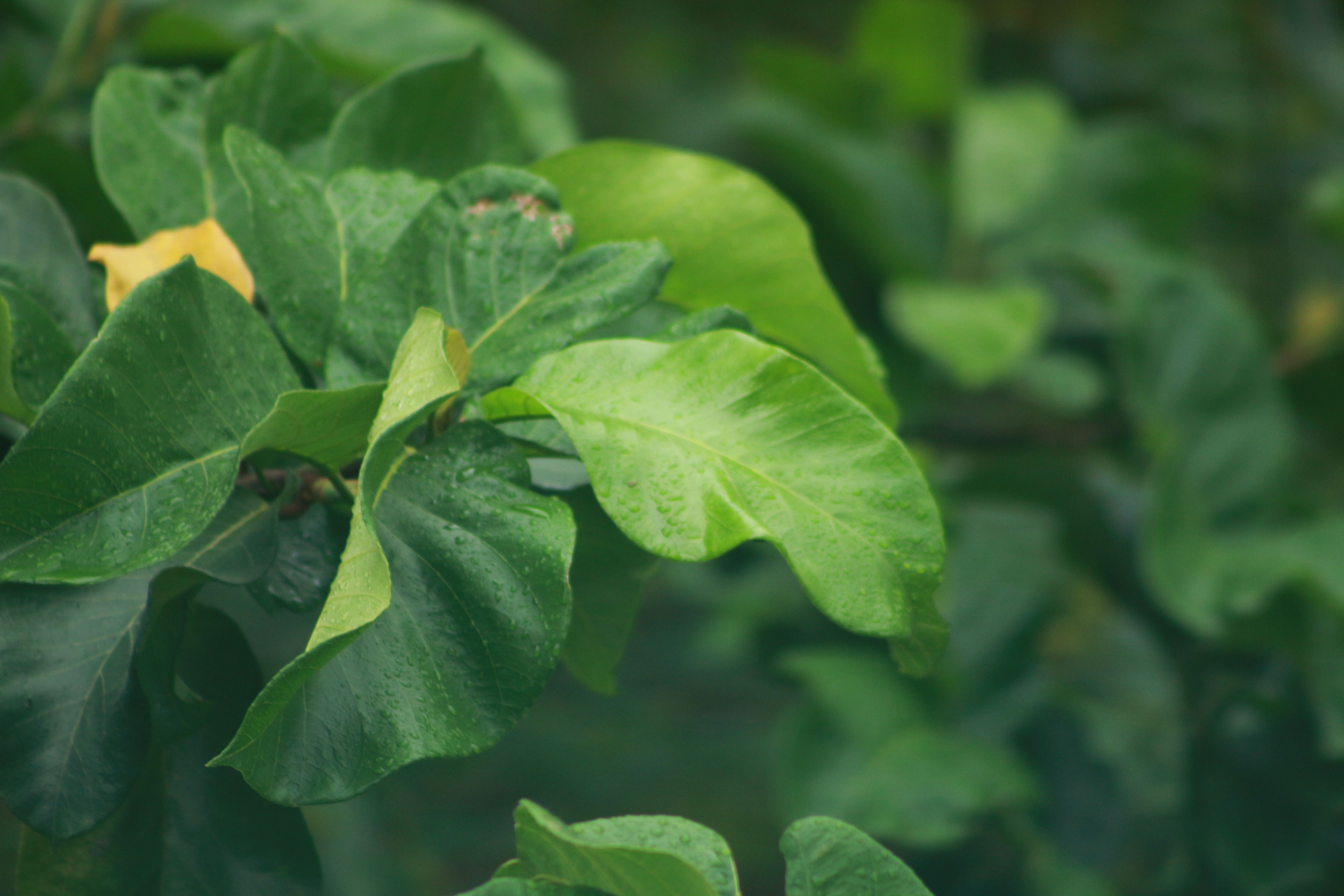GABA antagoniza a percepção de ABA e controla respostas ao estresse em plantas