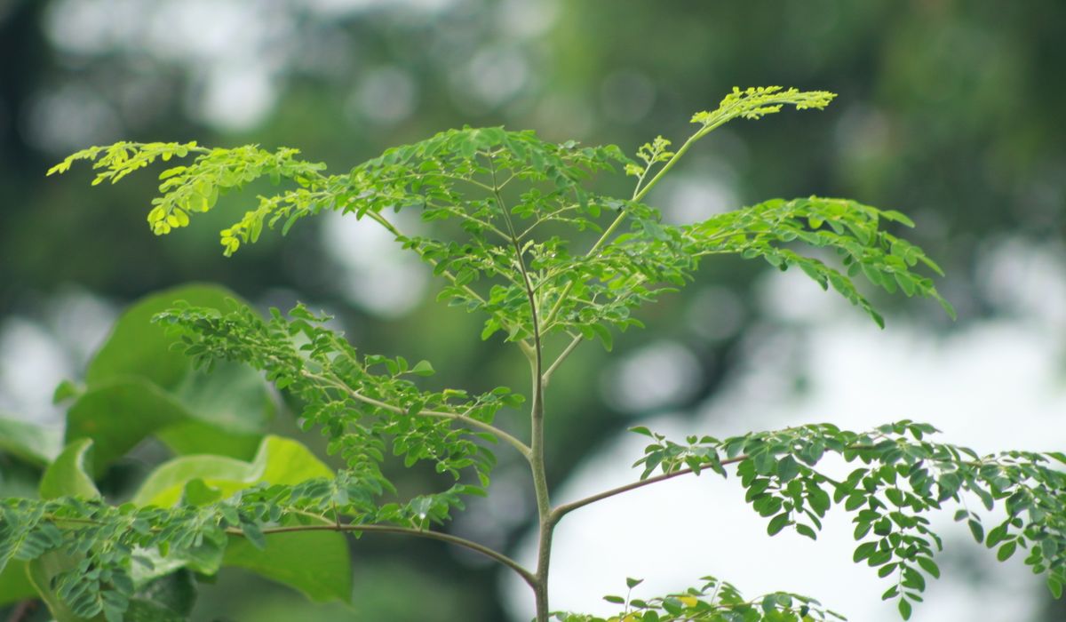 moringa image 3