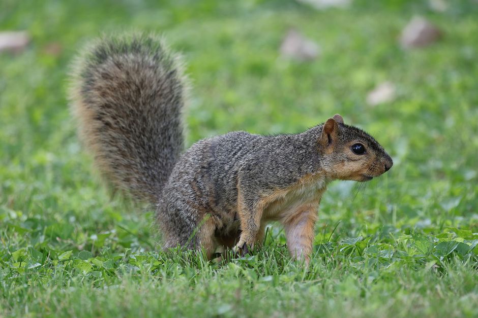 A detailed image of an eastern squirrel foraging on a lush green lawn.