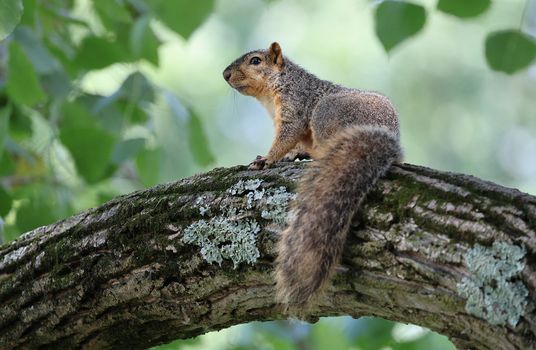 A squirrel perched on a tree branch surrounded by lush greenery in summer.