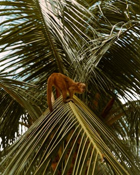 A monkey climbs a palm tree in the lush Brazilian jungle, showcasing its natural habitat.