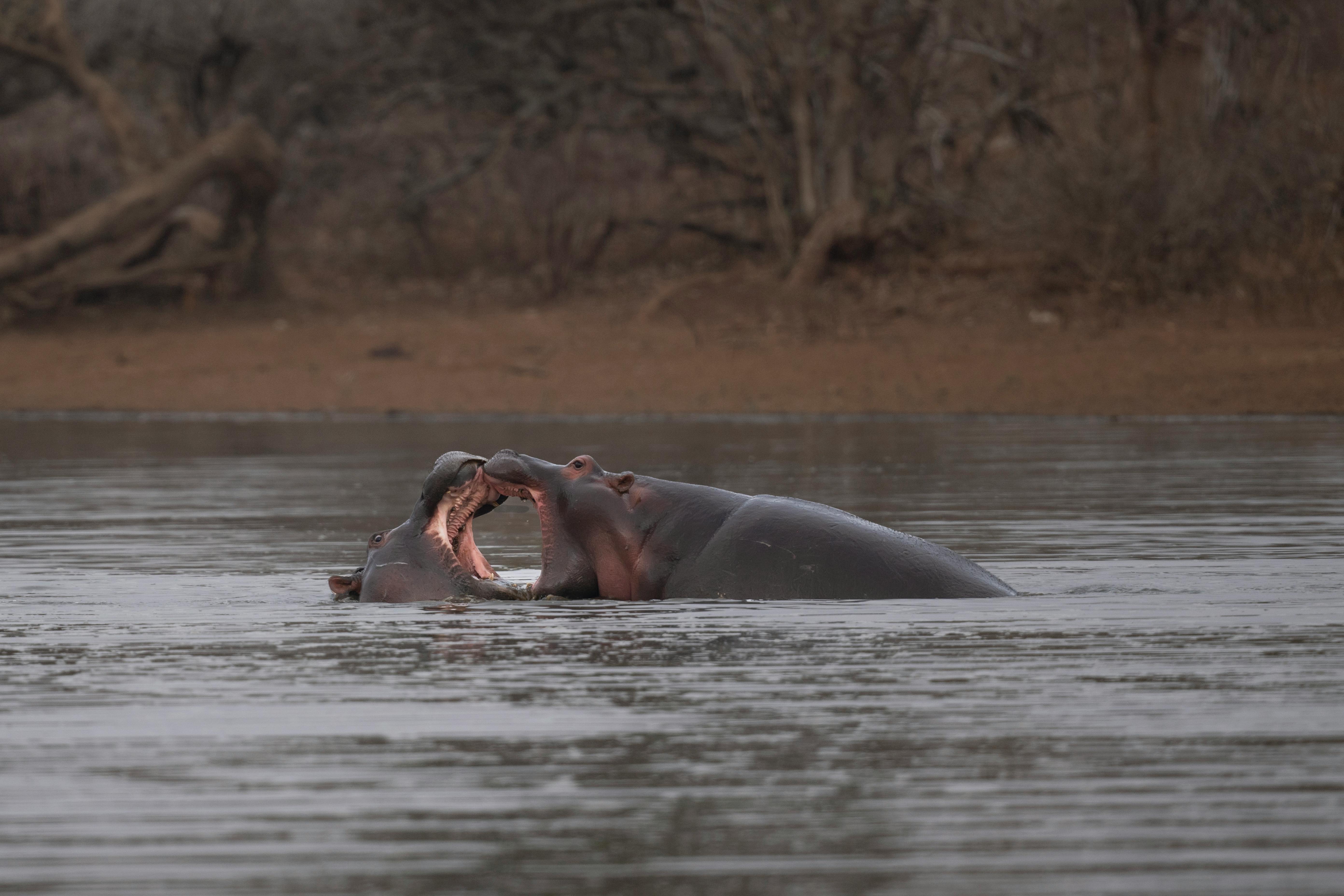 Captivating scene of two hippos playing in South African waters, showcasing wildlife behavior.