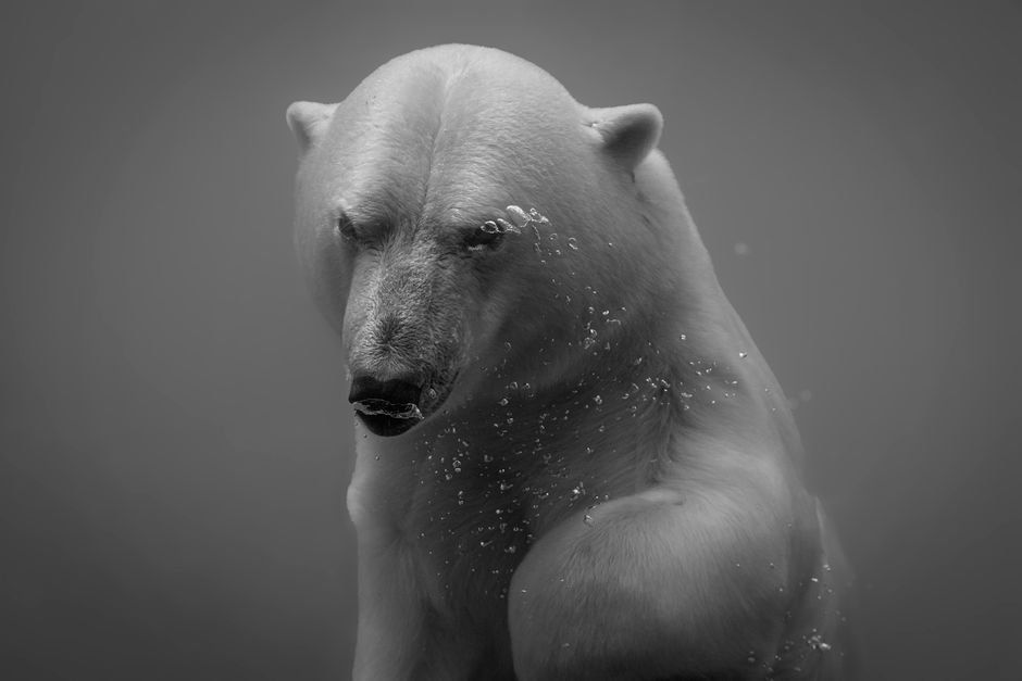 Black and white underwater portrait of a polar bear surrounded by bubbles.