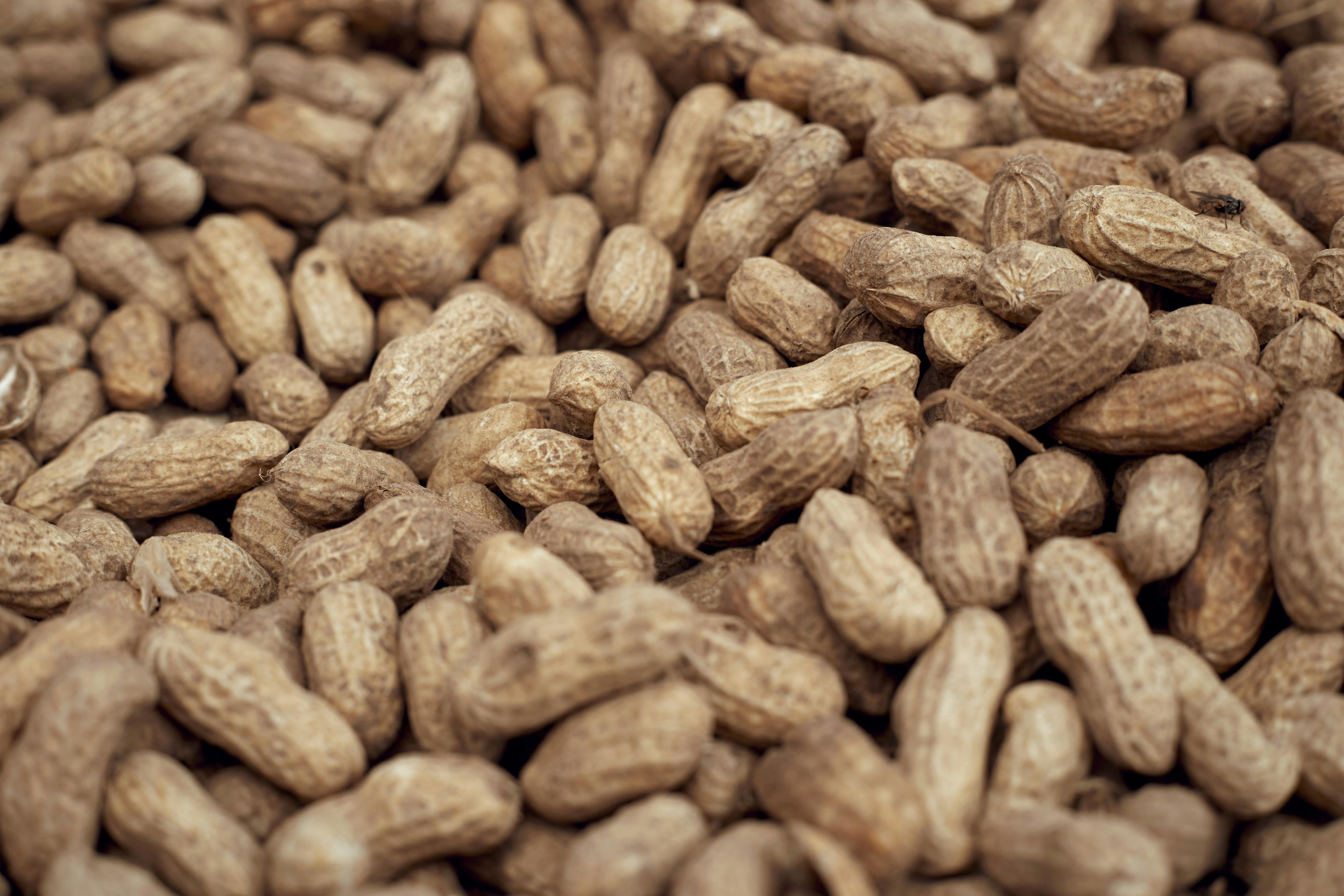 Peanut Mani - Urban Goes Green Plant Guide