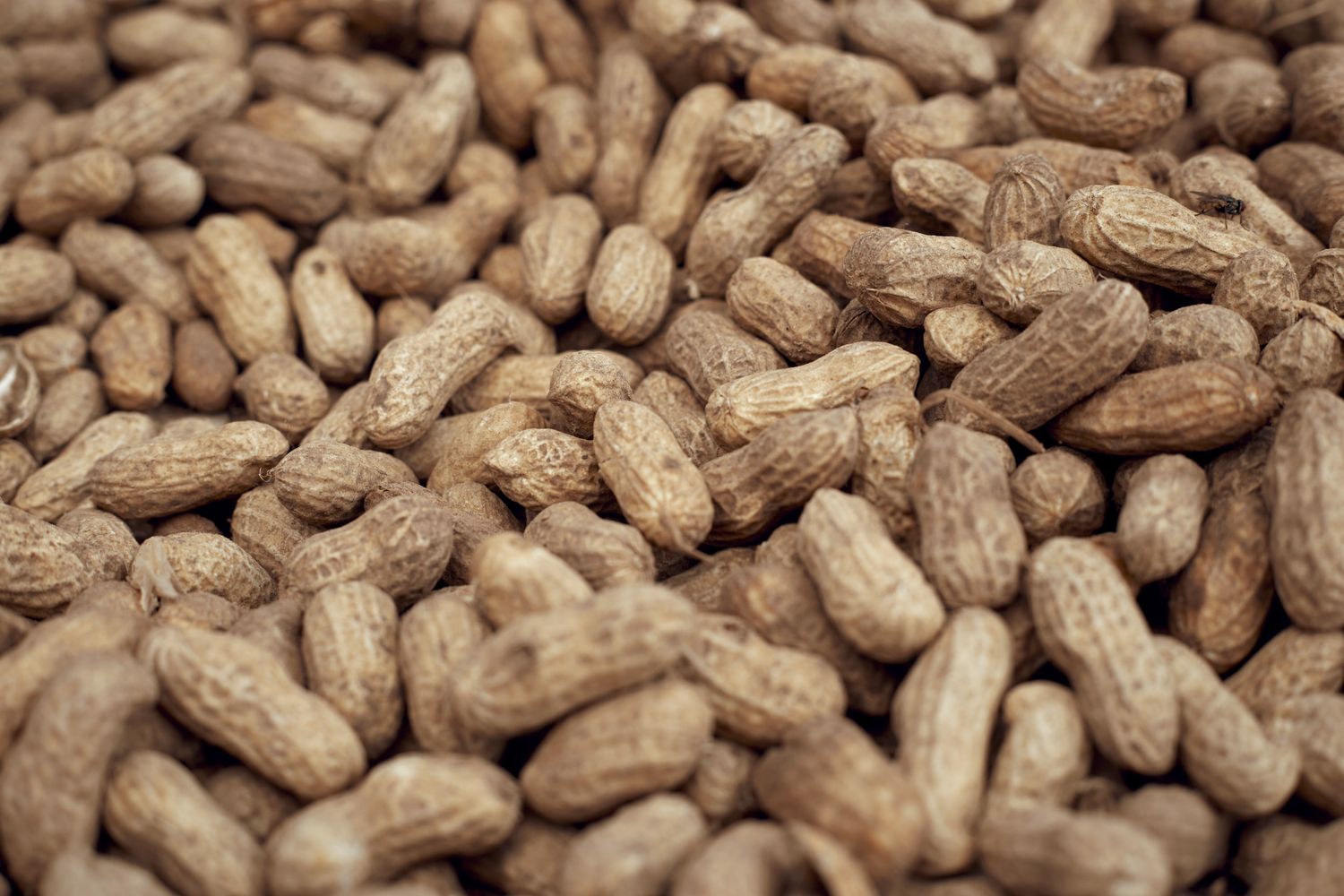 Peanuts — ingredient guide