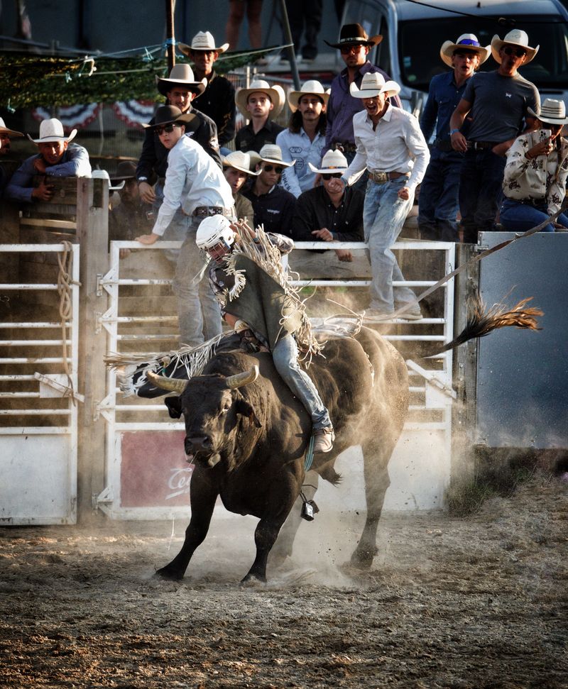 A Person Riding a Bull · Free Stock Photo