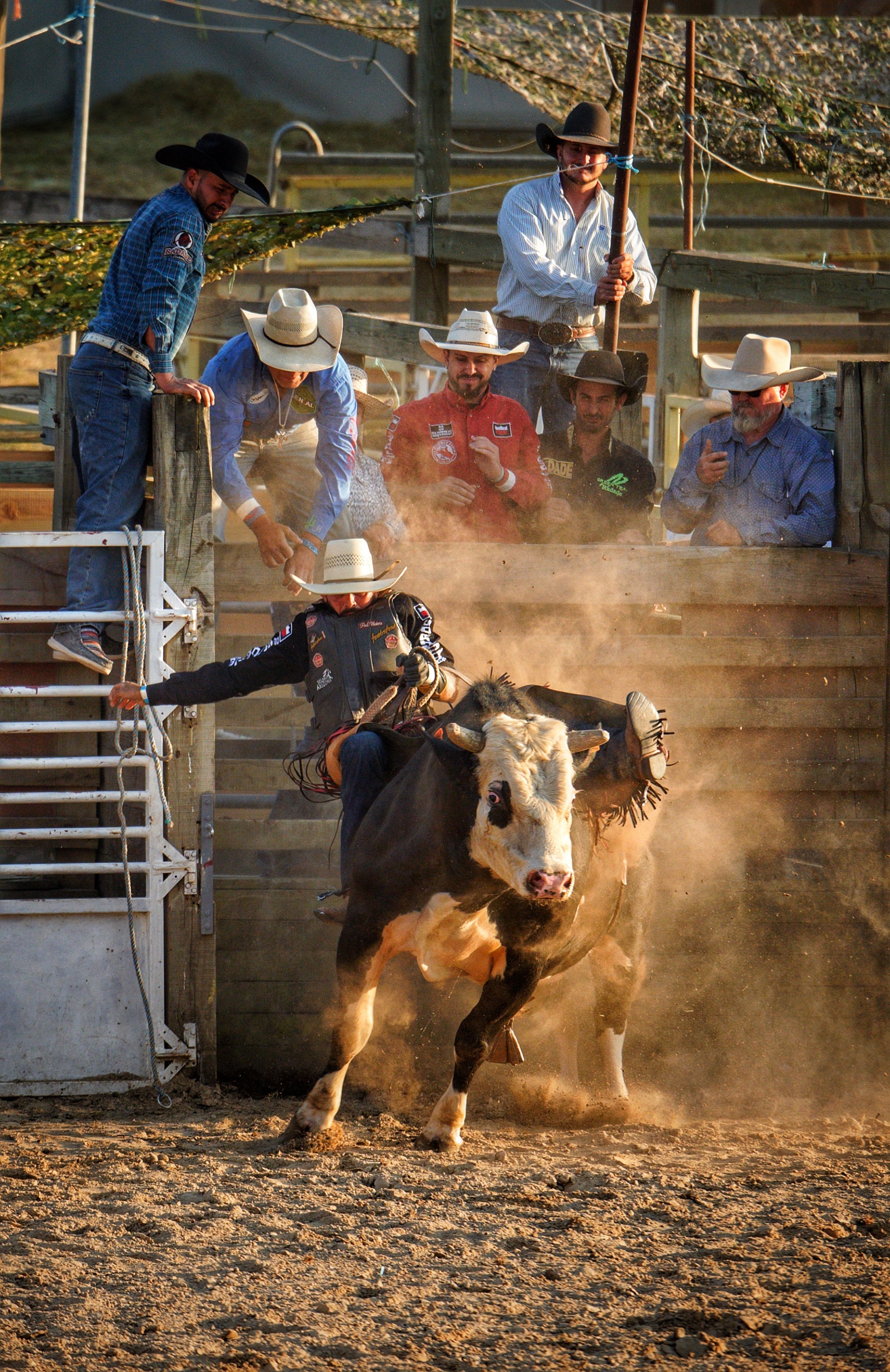 Rough Rider