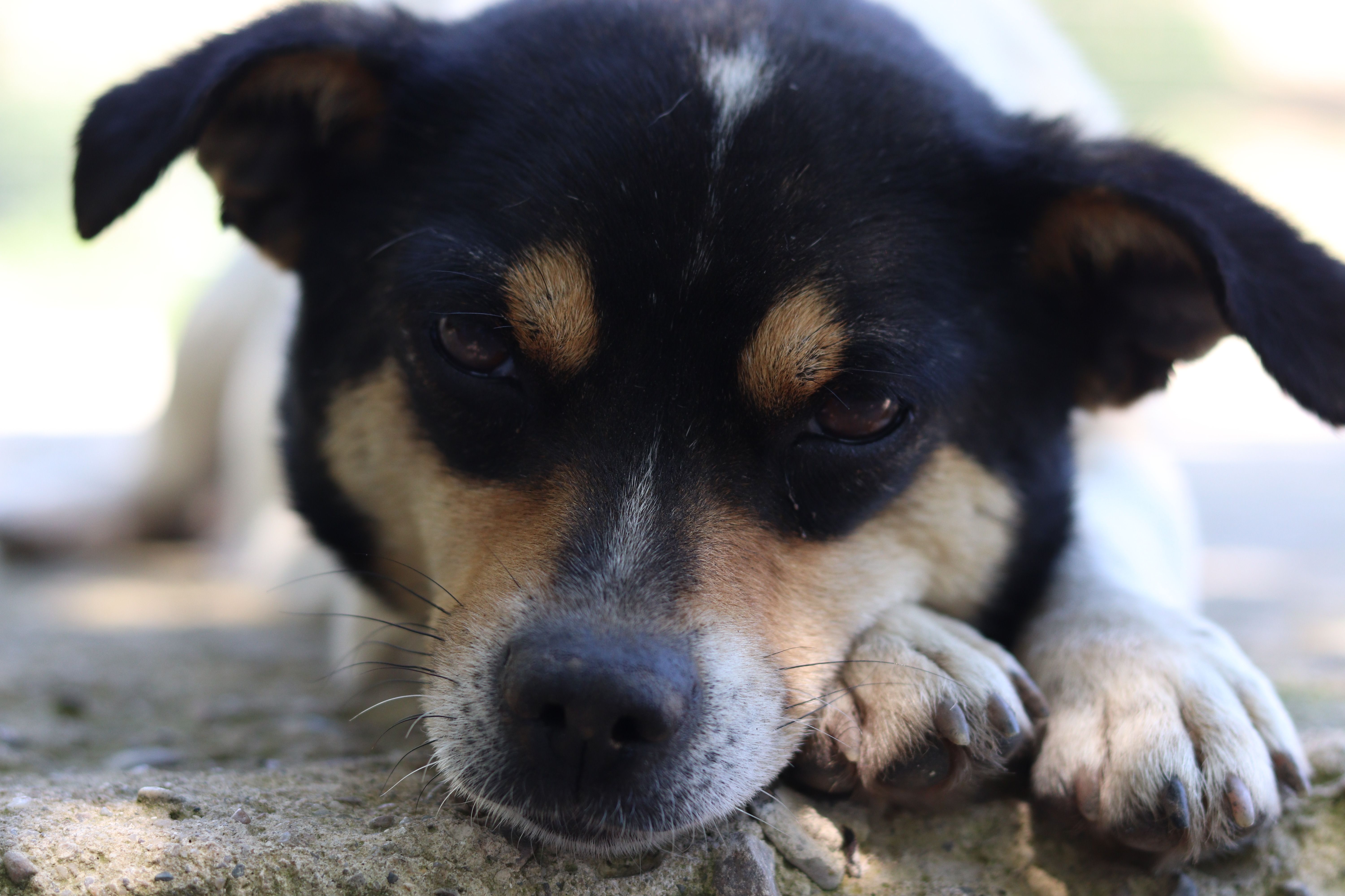 Healthcare and wellness consultation for a dog